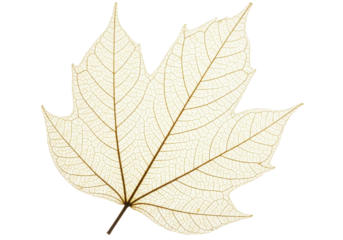 Isolated maple leaf skeleton with detailed leaf veins and texture in beige tones isolated