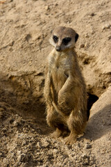 A curious meerkat (suricata suricatta) standing upright on its hind legs, looking alertly at the camera. the small mammal is set against a plain sandy desert background, characteristic of its habitat.