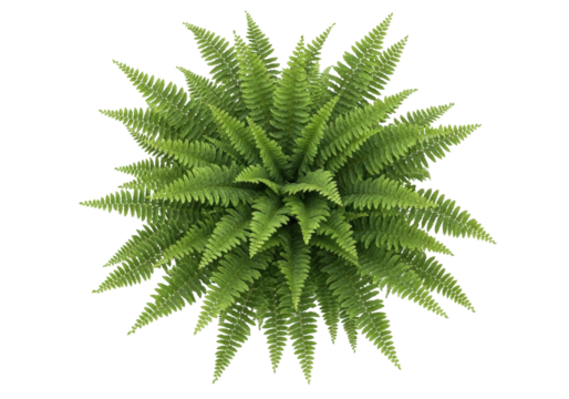 Isolated fern plant grows densely in a circular pattern, lush green tropical foliage