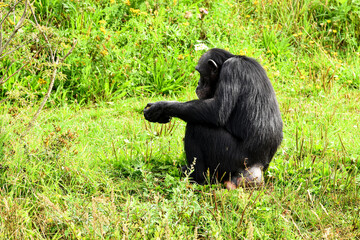 A chimpanzee (pan troglodytes) sitting quietly in a field of lush green grass and wildflowers, with its head lowered in a thoughtful or focused posture. the primate's full body is visible.