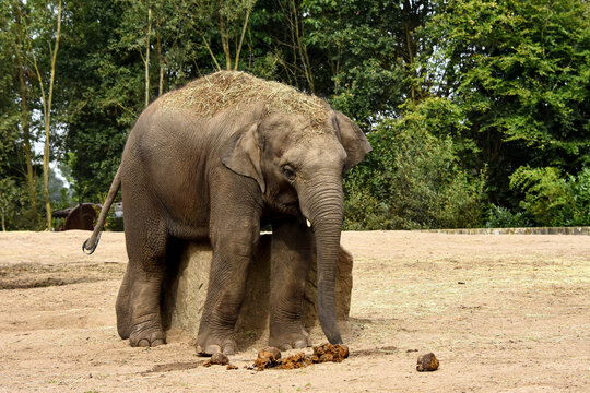 A young asian elephant standing by a large rock or block in a sandy enclosure, with dry grass on its back and surrounded by trees, photographed at eindhoven zoo.