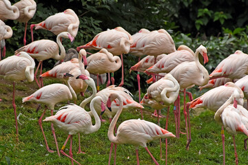 A large, dense flock of pink flamingos (phoenicopterus roseus) standing and resting closely together on a green grassy bank, displaying their characteristic long legs and curved necks.