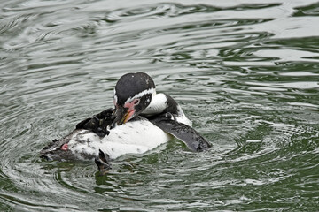 Close-up of a humboldt penguin (spheniscus humboldti) swimming on its back in the water, appearing to preen its feathers or interact with another. movement captured in the rippling water.