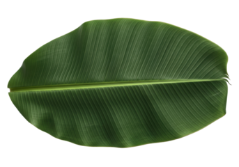 Isolated tropical vibrant green leaf, nature foliage pattern, jungle palm, vibrant natural colors