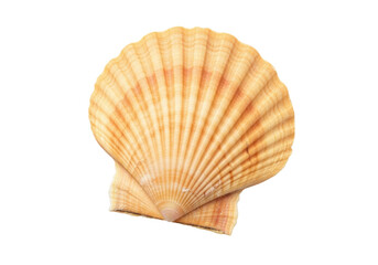 Isolated scallop seashell with fan shape and rib texture, natural object from tropical beach