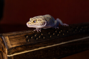 A lizard and space for text nearby. The mysterious gaze of a leopard gecko with beautiful eyes against a dark red wall and wood.