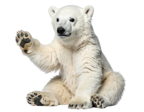 White bear waving its paws isolated on white background, cute polar bear illustration, playful animal character, friendly wildlife PNG, adorable cartoon design for kids.