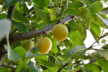 Yellow Plums Ripening on a Tree Branch with damaged leaves