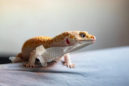 The animal sheds its dead skin to reveal its beautiful orange coloring and spots. A lizard and text space nearby.