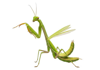 Isolated Mantis Religiosa Insect Green Predator Nature Praying Bug Predator Animal Green