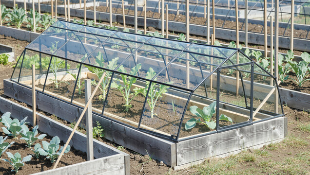 Greenhouse gardening action urban garden image outdoor close-up sustainable farming practices