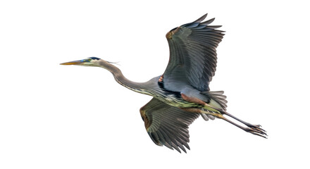 Isolated Great Blue Heron in graceful flight against a clear sky, wings extended beautifully