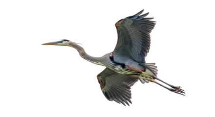 Isolated Great Blue Heron in graceful flight against a clear sky, wings extended beautifully