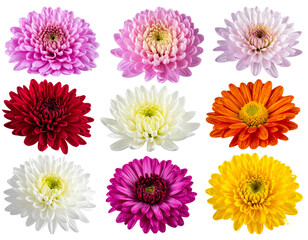 Set of flowers isolated on white background, colorful floral arrangement illustration, decorative bouquet, spring and summer flowers, nature-inspired design PNG.