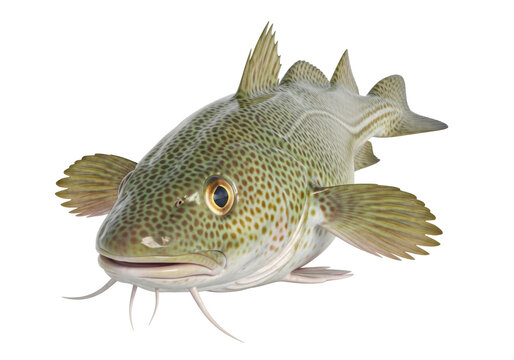 Isolated view of a lingcod fish, a ray-finned animal common to North American coastal waters