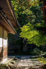 鎌倉251114　浄智寺11　黄葉