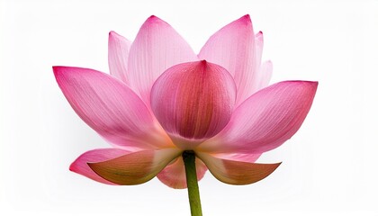 Fototapeta premium Pink Lotus Flower Blossom on White Background