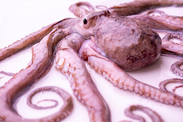 octopus cephalopod portrait, marine biology, suction cups, textured skin, and subtle bioluminescent...