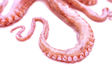 Close up octopus tentacles with suction cups, detailed marine texture, sea life pattern, underwater creature macro view, seafood concept, ocean biology and nature background, beauty marine life