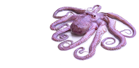 octopus cephalopod portrait, marine biology, suction cups, textured skin, and subtle bioluminescent spots, mysterious deep-sea, Underwater world mystery, biological complexity and sensory organs © kittyfly