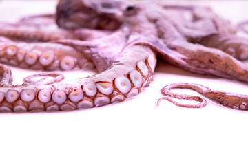 Close up octopus tentacles with suction cups, detailed marine texture, sea life pattern, underwater creature macro view, seafood concept, ocean biology and nature background, beauty marine life