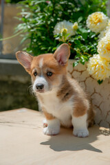 Cute Welsh Corgi puppy in summer walking near a bush with roses