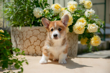 Cute Welsh Corgi puppy in summer walking near a bush with roses