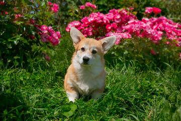 Cute Welsh Corgi puppy in summer walking near a bush with roses