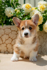 Cute Welsh Corgi puppy in summer walking near a bush with roses