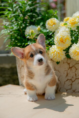 Cute Welsh Corgi puppy in summer walking near a bush with roses