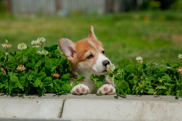 Cute Welsh Corgi puppy walking in the grass in summer