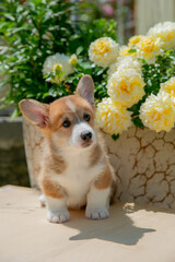 Cute Welsh Corgi puppy in summer walking near a bush with roses
