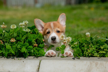 Cute Welsh Corgi puppy walking in the grass in summer