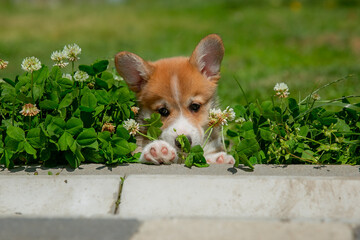 Cute Welsh Corgi puppy walking in the grass in summer