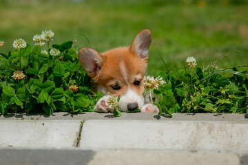 Cute Welsh Corgi puppy walking in the grass in summer