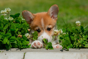 Cute Welsh Corgi puppy walking in the grass in summer