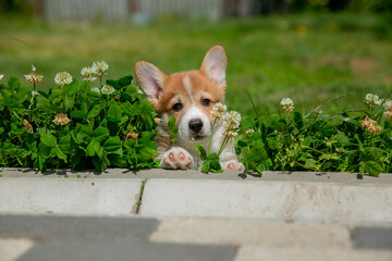 Cute Welsh Corgi puppy walking in the grass in summer