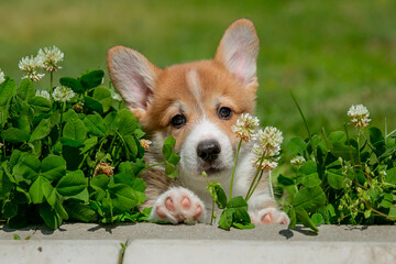 Cute Welsh Corgi puppy walking in the grass in summer