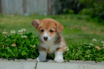 Cute Welsh Corgi puppy walking in the grass in summer