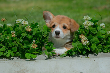 Cute Welsh Corgi puppy walking in the grass in summer