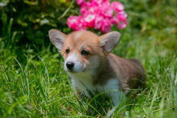 Cute Welsh Corgi puppy in summer walking near a bush with roses