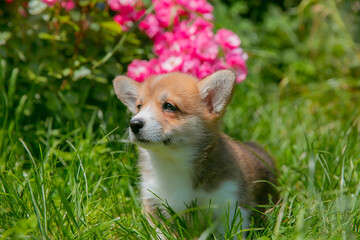 Cute Welsh Corgi puppy in summer walking near a bush with roses