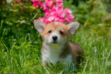 Cute Welsh Corgi puppy in summer walking near a bush with roses