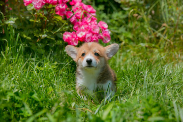 Cute Welsh Corgi puppy in summer walking near a bush with roses