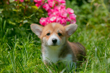 Cute Welsh Corgi puppy in summer walking near a bush with roses