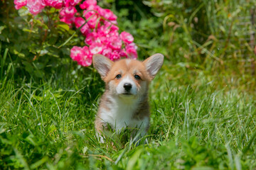 Cute Welsh Corgi puppy in summer walking near a bush with roses