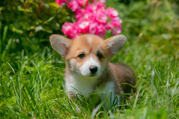 Cute Welsh Corgi puppy in summer walking near a bush with roses