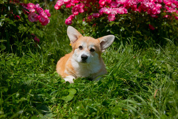 Cute Welsh Corgi puppy in summer walking near a bush with roses