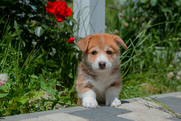 Cute Welsh Corgi puppy in summer walking near a bush with roses