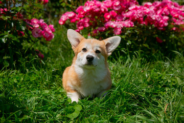 Cute Welsh Corgi puppy in summer walking near a bush with roses